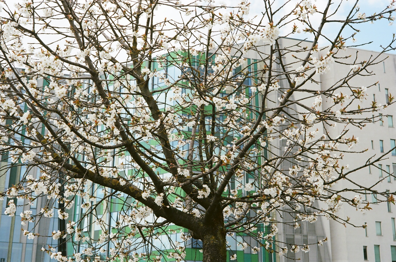 Palazzi Direzionali Milanesi