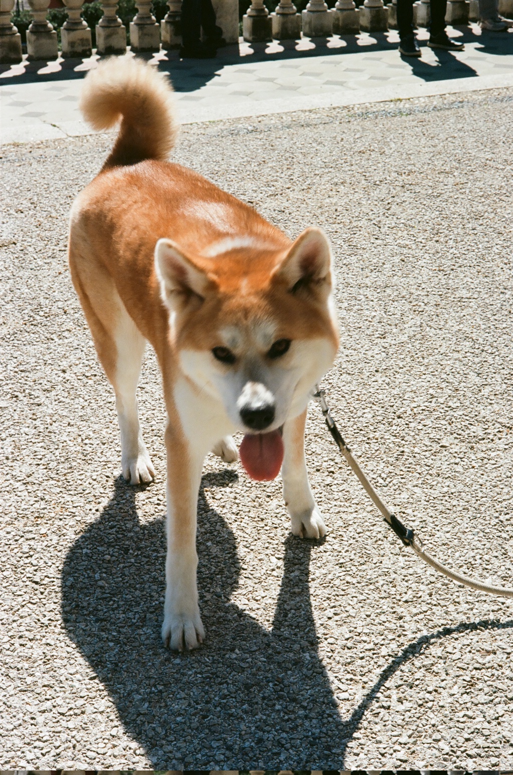 Orienteering Mensa Genova 2026