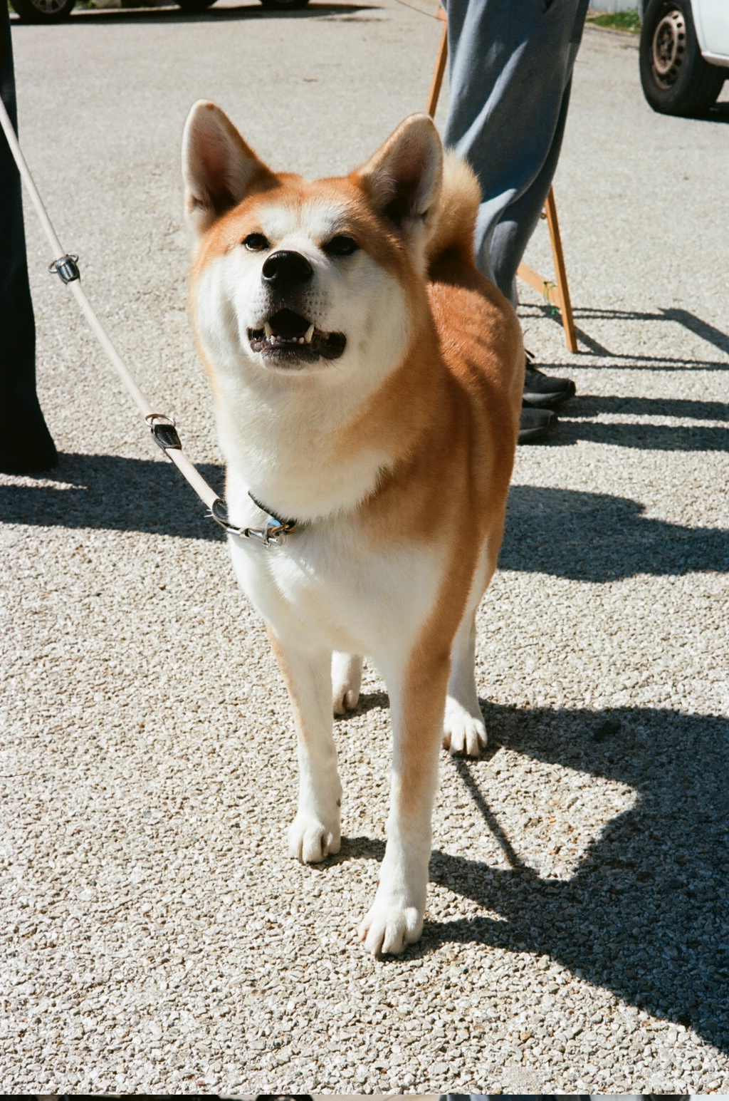 Orienteering Mensa Genova 2026